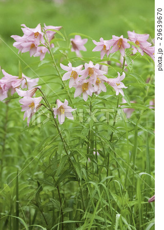 ヒメサユリ 29639670