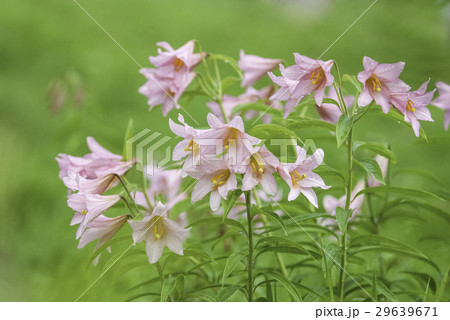 ヒメサユリ 29639671