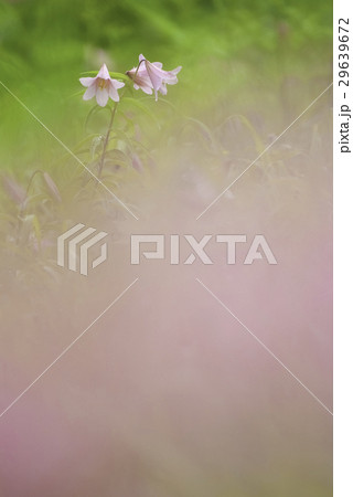 ヒメサユリ ヒメサユリ 29639672