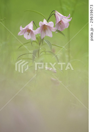 ヒメサユリ 29639673