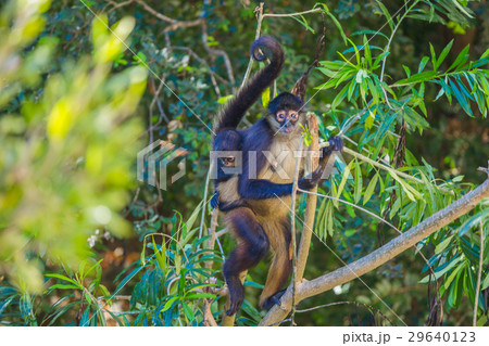 Spider monkey. Mexico 29640123