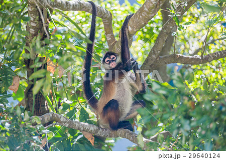 Spider monkey. Mexico 29640124