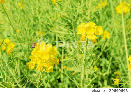春_蜜蜂の集まる菜の花 29640698