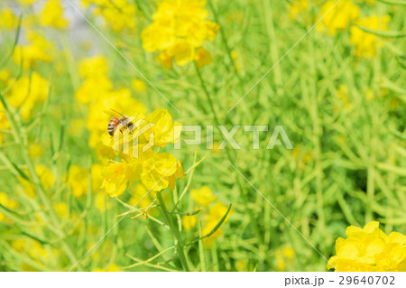 春_蜜蜂の集まる菜の花 春_蜜蜂の集まる菜の花 29640702