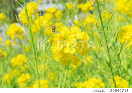 春_蜜蜂の集まる菜の花 29640713