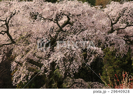 黒船桜 29640928
