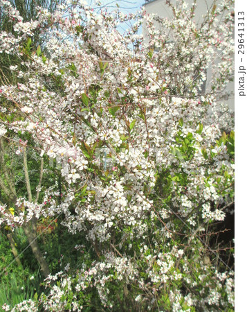 満開のピンクユキヤナギ 29641313