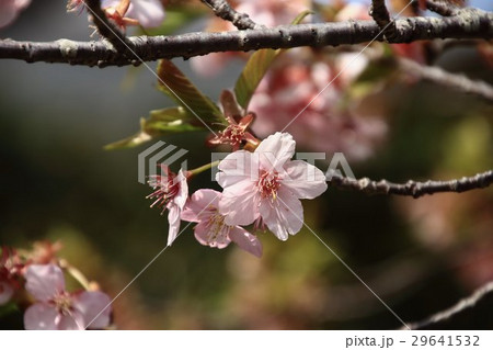 彼岸桜、能仁寺、 彼岸桜、能仁寺、 29641532