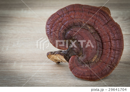 Ganoderma Lucidum Mushroom on wood background 29641704