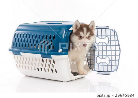 siberian husky puppy in travel box o 29645934