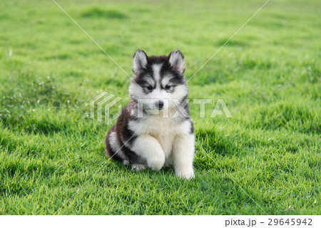 Cute siberian husky puppy on grass 29645942