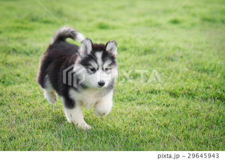 Cute siberian husky puppy on grass 29645943