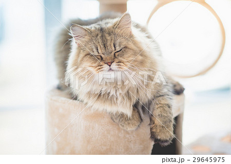 persian cat sleeping persian cat sleeping 29645975