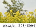 菜の花畑 29646994