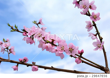 花桃、ハナモモ、桃の花、青空 花桃、ハナモモ、桃の花、青空 29647656