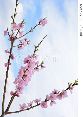 花桃、ハナモモ、桃の花、青空 花桃、ハナモモ、桃の花、青空 29647659