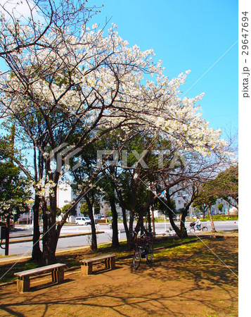 千葉の桜 29647694