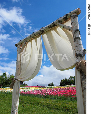 滝野すずらん公園のチューリップ 29647808
