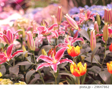 Lily pink soft image / Pink lily wallpaper 29647862