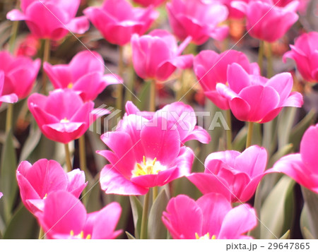 Tulips pink soft image / Pink Tulips wallpaper 29647865