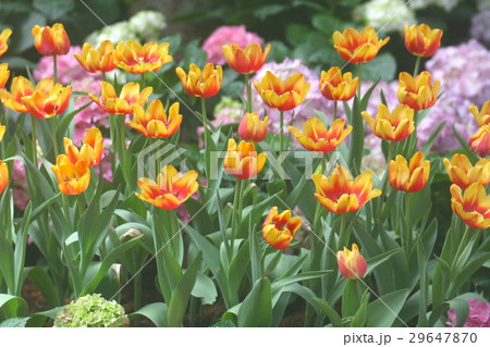 Tulips yellow orange soft image / Yellow orange Tu 29647870