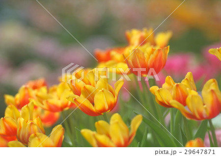 Tulips yellow orange soft image / Yellow orange Tu 29647871