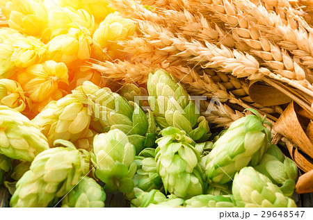 Green hops, malt, ears of barley and wheat grain Green hops, malt, ears of barley and wheat grain 29648547