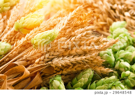 Green hops, malt, ears of barley and wheat grain Green hops, malt, ears of barley and wheat grain 29648548