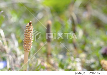 つくし　土筆　ツクシ　 29648780