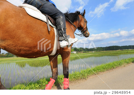 田舎道を行く乗馬のイメージ 29648954