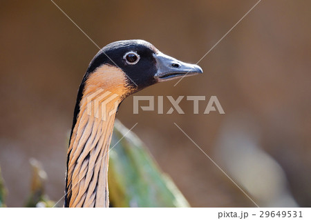Hawaiian goose (Branta sandvicensis) 29649531