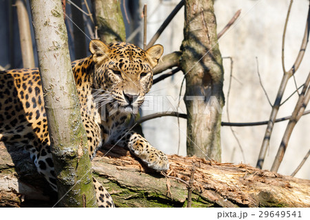cejlon Sri Lankan leopard, Panthera pardus kotiya cejlon Sri Lankan leopard, Panthera pardus kotiya 29649541