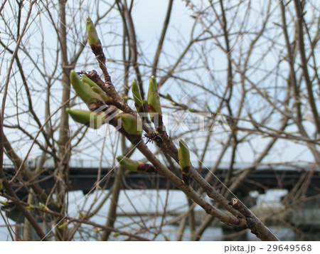 秋には綺麗な紅葉になるナンキンハゼの新芽 29649568