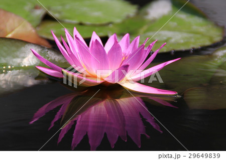 水蓮 はす はちす 29649839