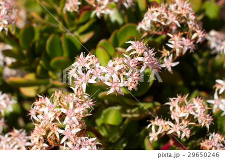 Money tree with pink flowers. Crassula ovata Money tree with pink flowers. Crassula ovata 29650246