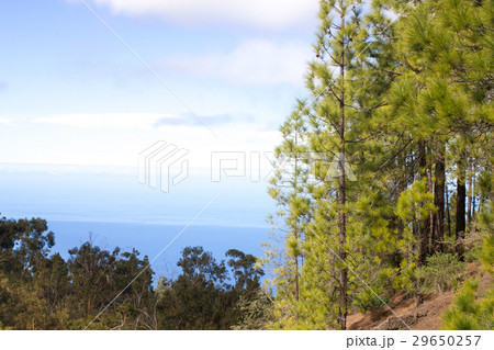 Beautiful panorama of pine forest with sunny 29650257