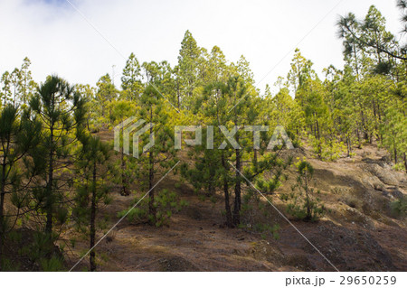 Beautiful panorama of pine forest with sunny 29650259