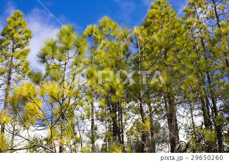 Beautiful panorama of pine forest with sunny 29650260