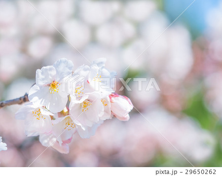 ソメイヨシノの花びら 29650262