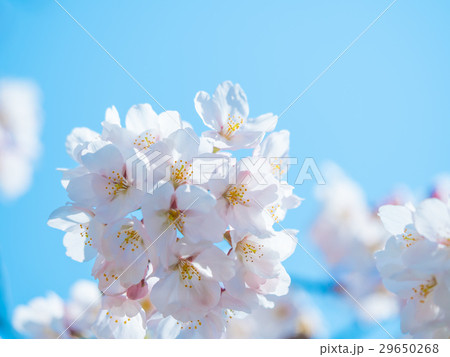 ソメイヨシノの花びら 29650268