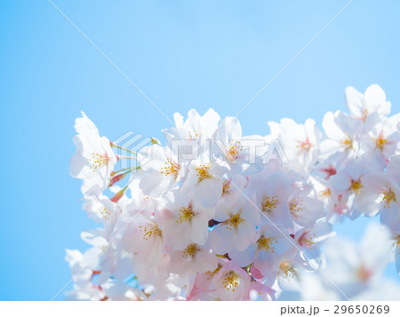 ソメイヨシノの花びら 29650269