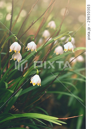 Spring snowflakes flowers.(leucojum vernum) 29650303