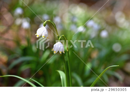 Spring snowflakes flowers.(leucojum vernum) 29650305
