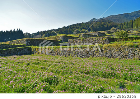 春の坂元棚田 29650358