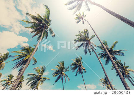 Tropical beach 29650433