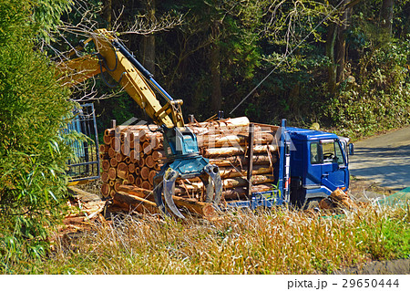 杉の積み込み 29650444