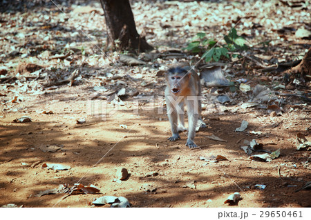 Wild monkey in the jungle of India 29650461