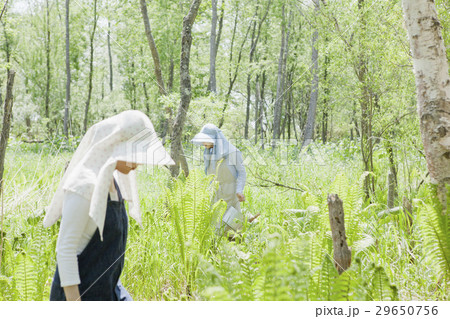山菜採り 29650756