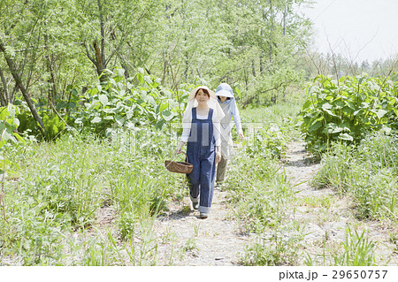 山菜採り 29650757
