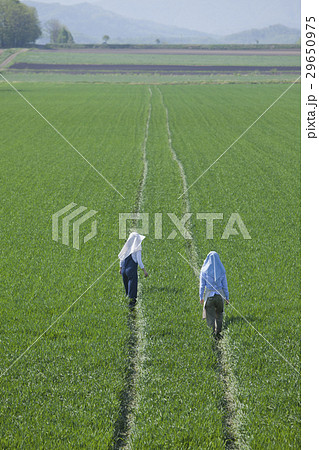 農家の女性 農家の女性 29650975
